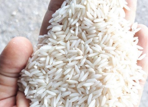 قیمت خرید برنج طارم محلی بابل + فروش ویژه